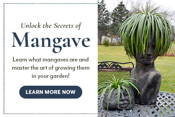 Unlock the secrets of Mangave now!