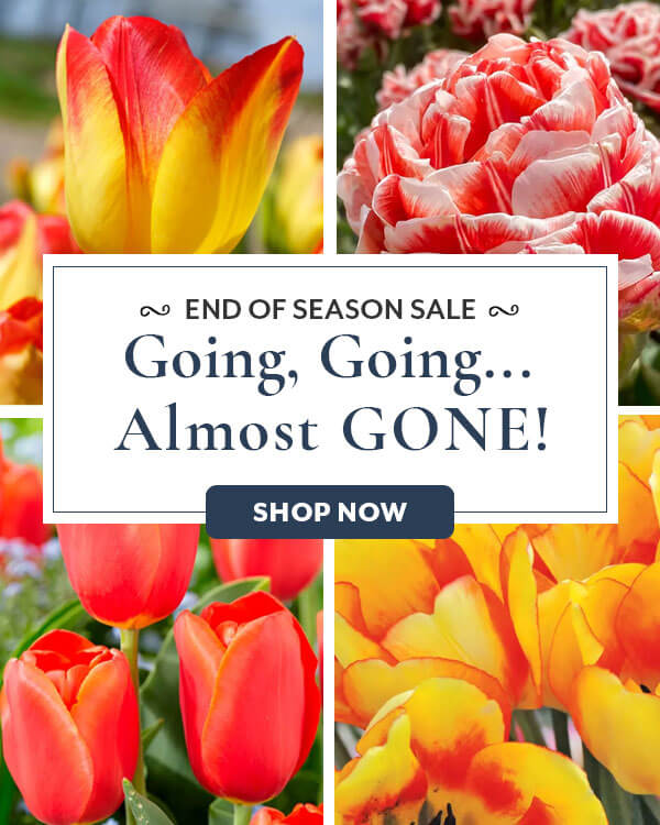 Tulips on Sale