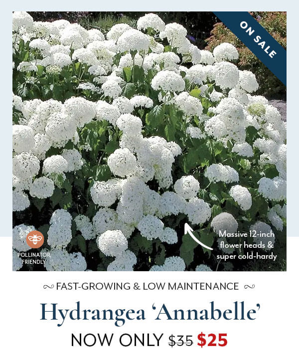 Hydrangea 'Annabelle'