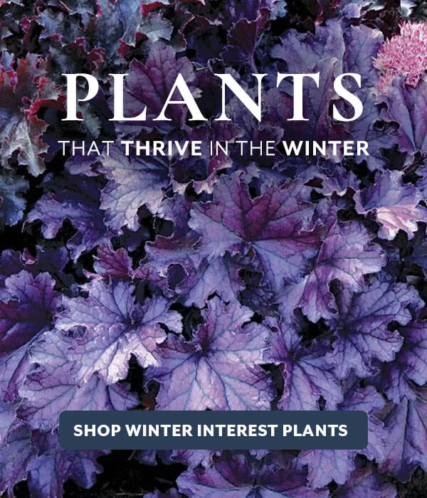 Plants with Winter Interest