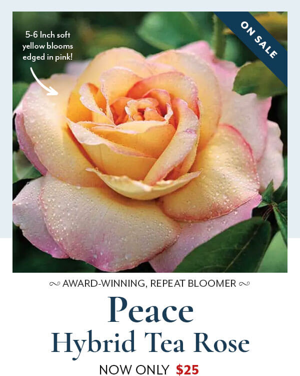 Rose Peace