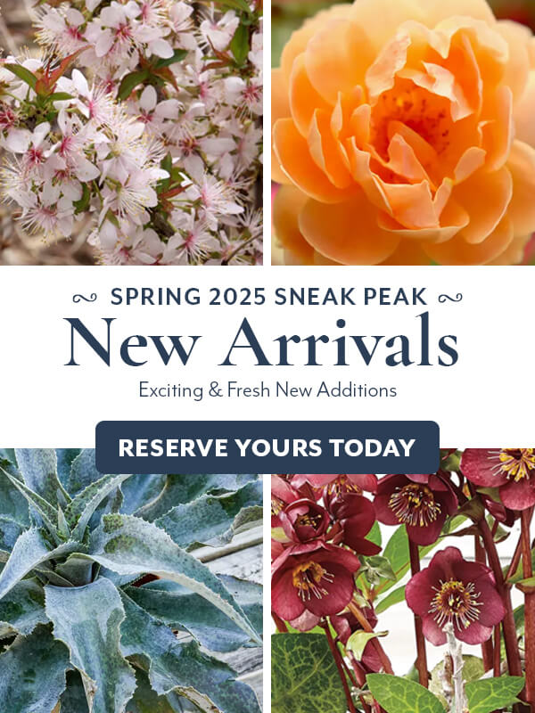 New Arrivals ready to reserve for spring 2024