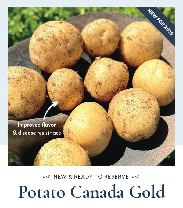 Potato Canada Gold