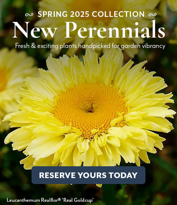 New 2024 Collection: New Perennials for Spring!