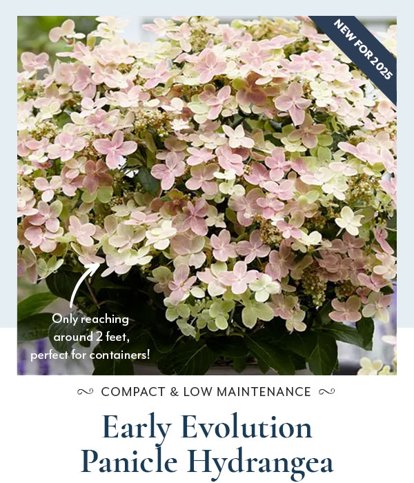 Hydrangea Early Evolution