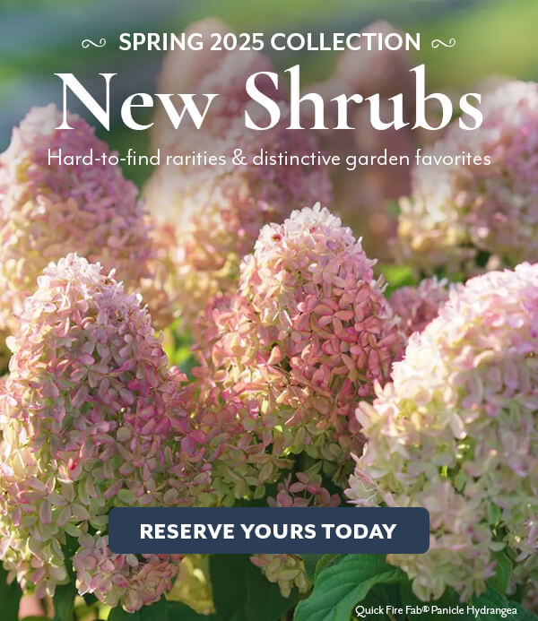 New Shrubs for Spring!