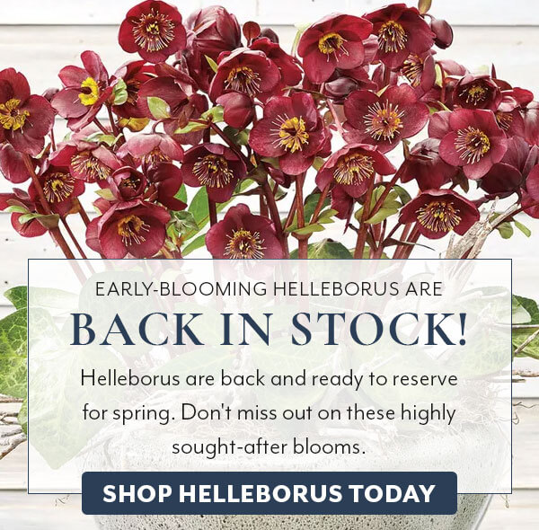 Helleborus are back in stock