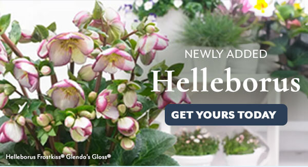 Newly Added Helleborus