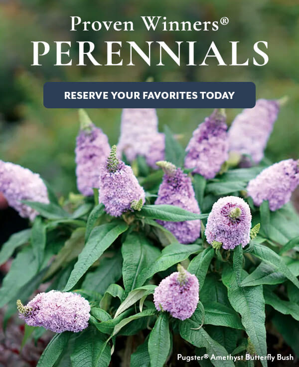 Proven Winners® Perennials