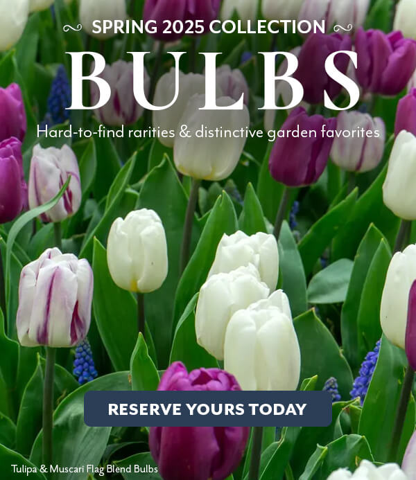 Bulbs