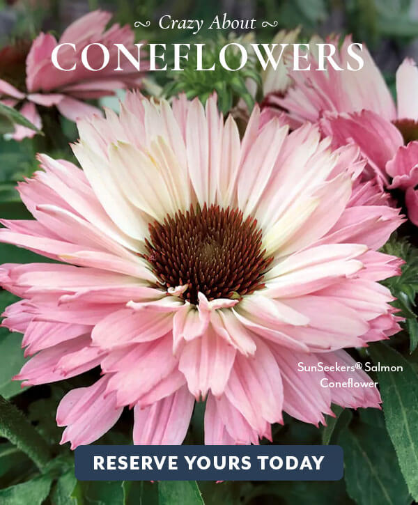 Coneflowers