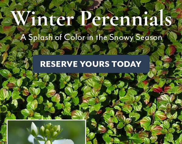 Plants with Winter Interest