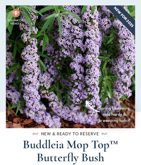 Buddleia Mop Top™ Butterfly Bush