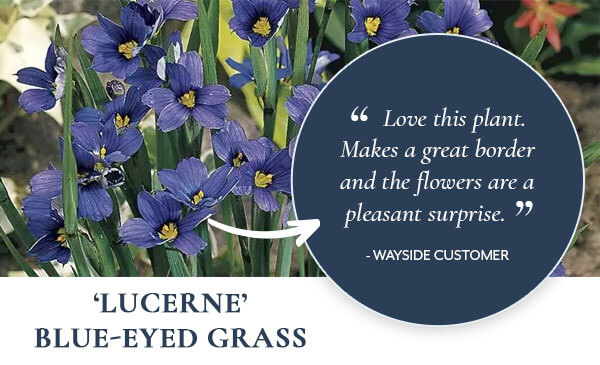 Sisyrinchium 'Lucerne' Blue-Eyed Grass