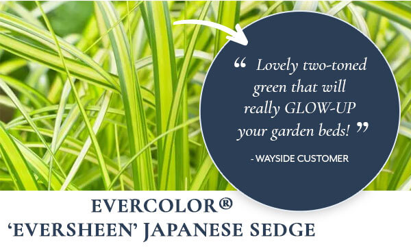 EverColor® 'Eversheen' Japanese sedge