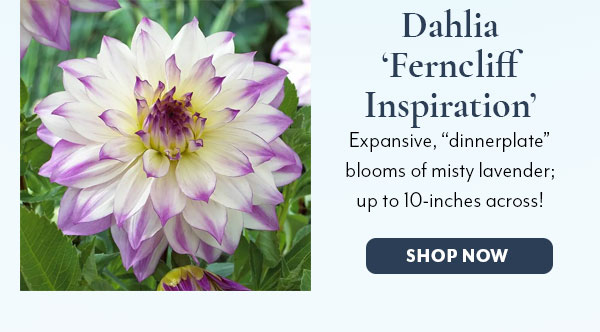 Dahlia 'Ferncliff Inspiration'