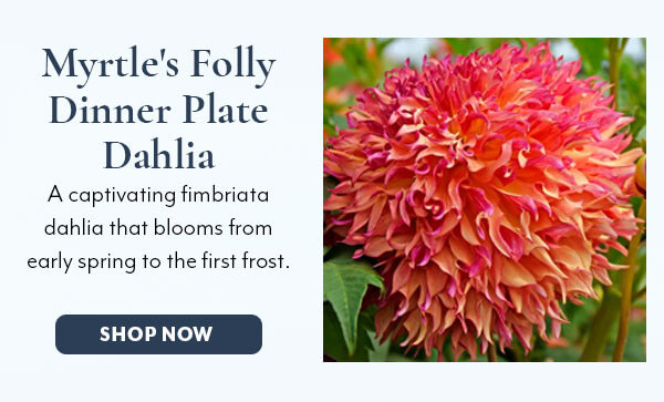 Myrtle's Folly Dinner Plate Dahlia