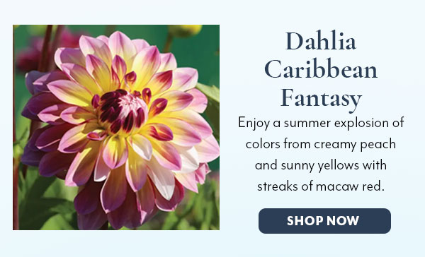 Dahlia Caribbean Fantasy