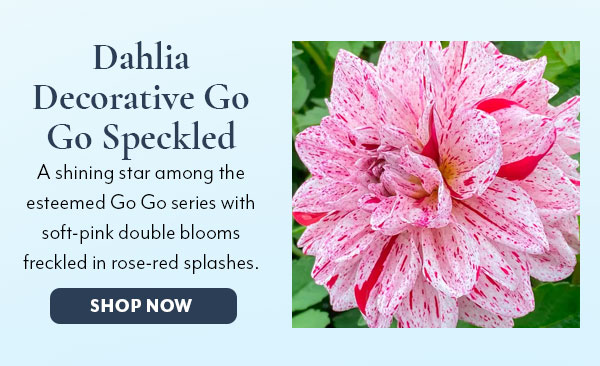 Dahlia Decorative Go Go Speckled