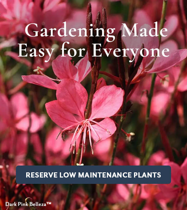 Low Maintenance Plants