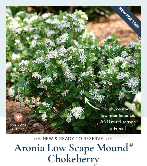 Aronia Low Scape Mound® Chokeberry