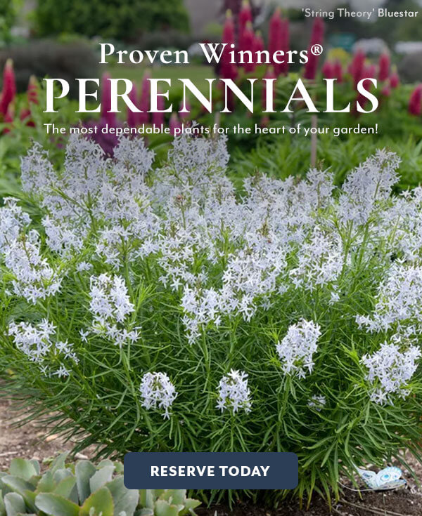 Proven Winners® Perennials