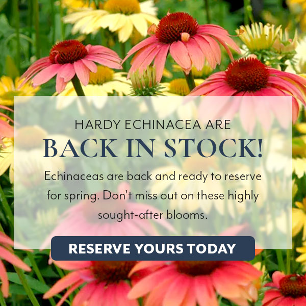 Echinacea are back in stock