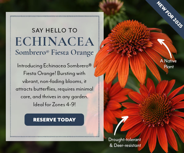 Say hello to Echinacea Sombrero Fiesta Orange