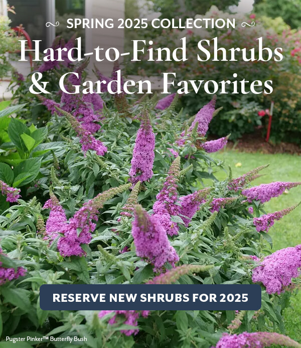 New Shrubs for Spring!