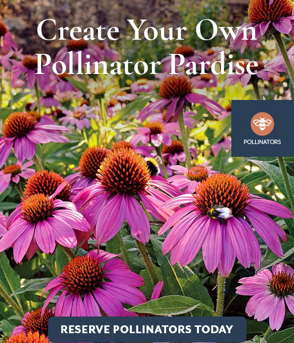 Pollinator Paradise with Butterfly Garden