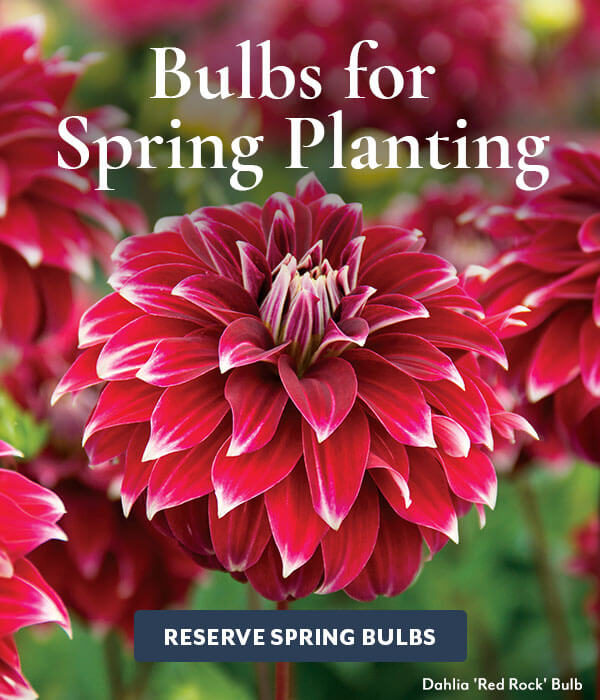 Must Have Bulbs up to 40% Off