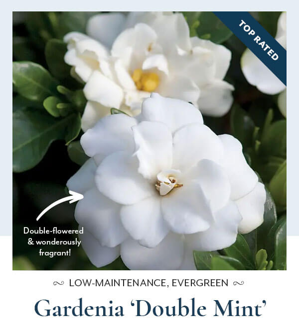 Gardenia Double Mint