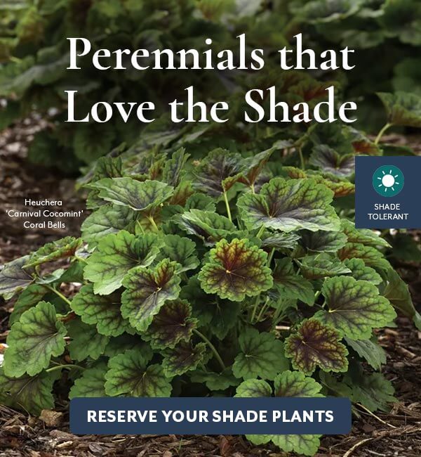 Shade Plants