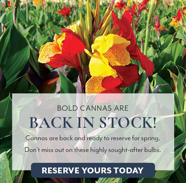 Cannas are back in stock