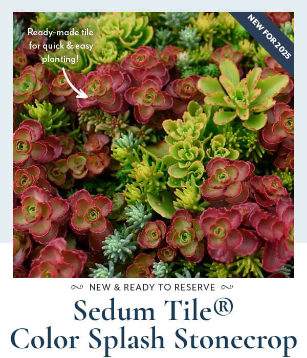 Sedum Tile® Color Splash Stonecrop