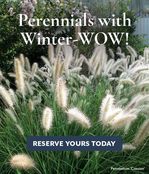 Plants with Winter Interest