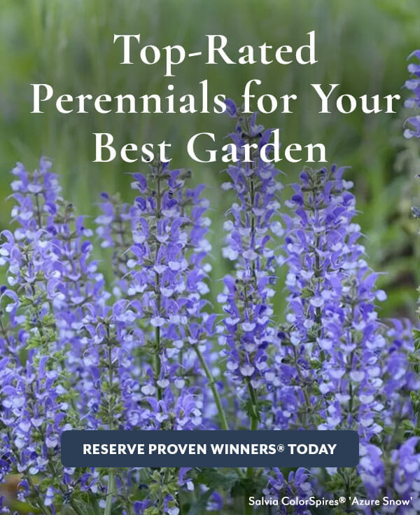 Proven Winners® Perennials