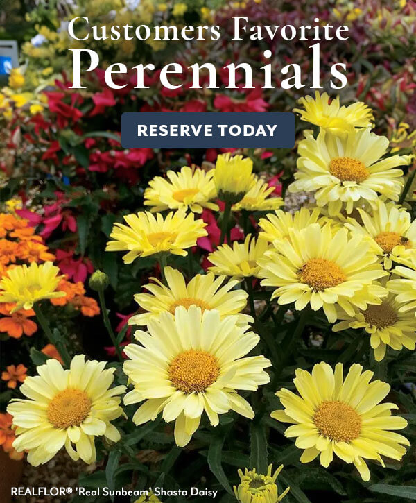 Best Selling Perennials