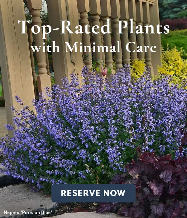 Top-Rated Low Maintenace Plants