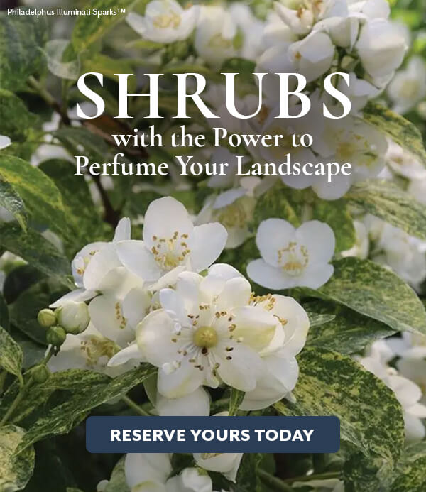 Fragrant Shrubs for Spring