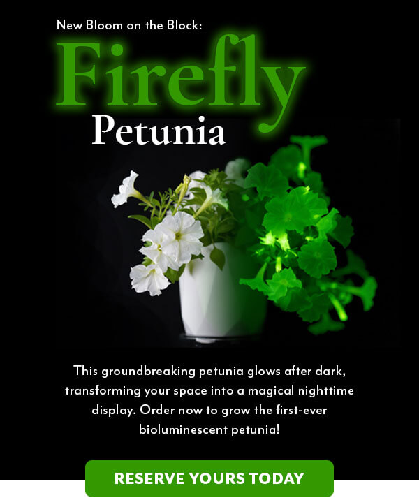 Firefly Petunia