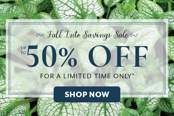 Fall into Savings Sale