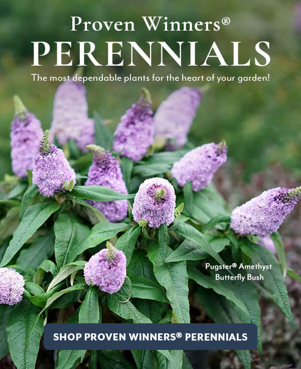 Proven Winners® Perennials