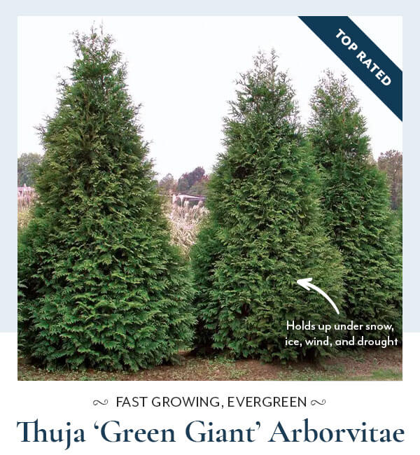 Thuja 'Green Giant'