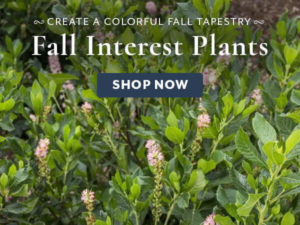 Fall Interest Plants