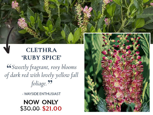 Clethra Ruby Spice