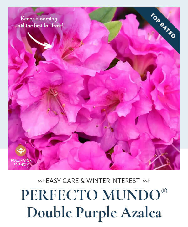 PERFECTO MUNDO® Double Purple Azalea