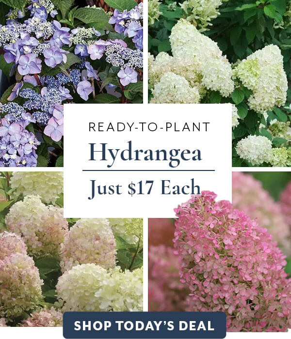 4 Hydrangea Just $17 Each - Today Only!