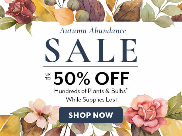 Autumn Abundance Sale