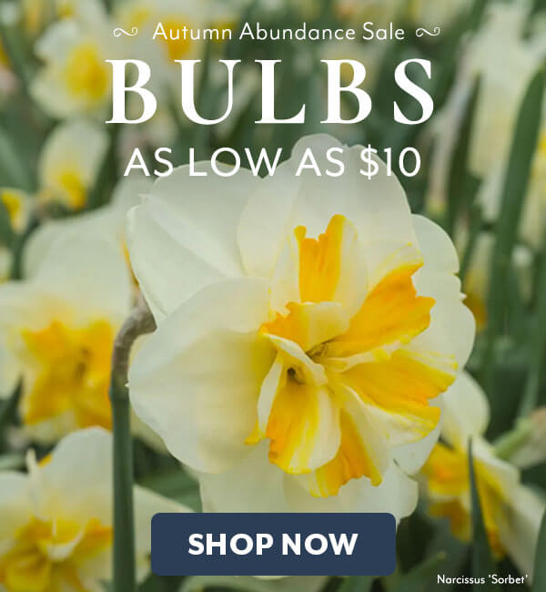 Autumn Abundance Bulbs on Sale